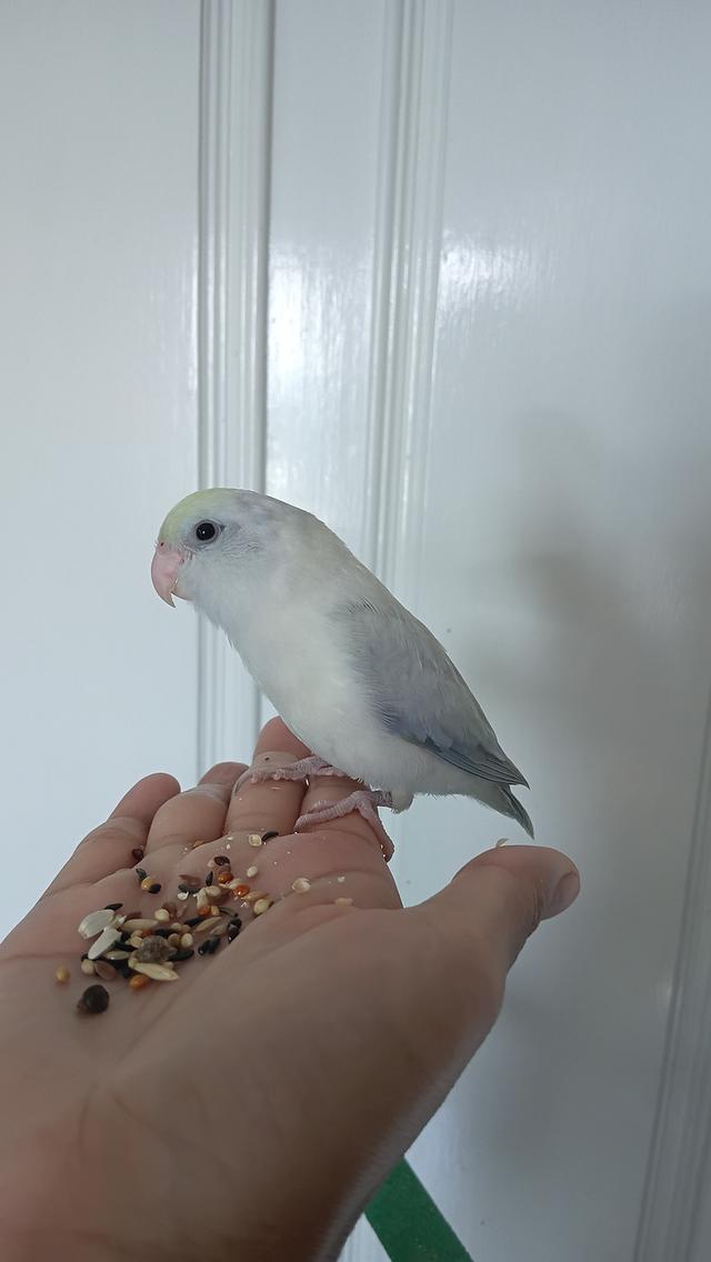นกฟอพัส (Forpus Parrot)สี: ไดลูทพาสเทล (Dilute Pastel) โทนละมุน สีสวยหวานสะอาดตา เอกลักษณ์ความนวลที่ละมุน