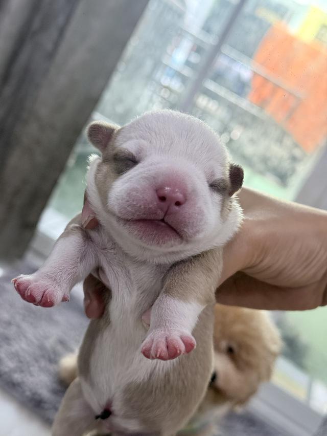 มัดจำแล้ว American bully exotic เพศผู้สีพาย