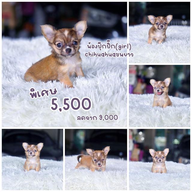 ชิวาวาแท้ขนยาว เพศเมีย พร้อมย้ายบ้าน