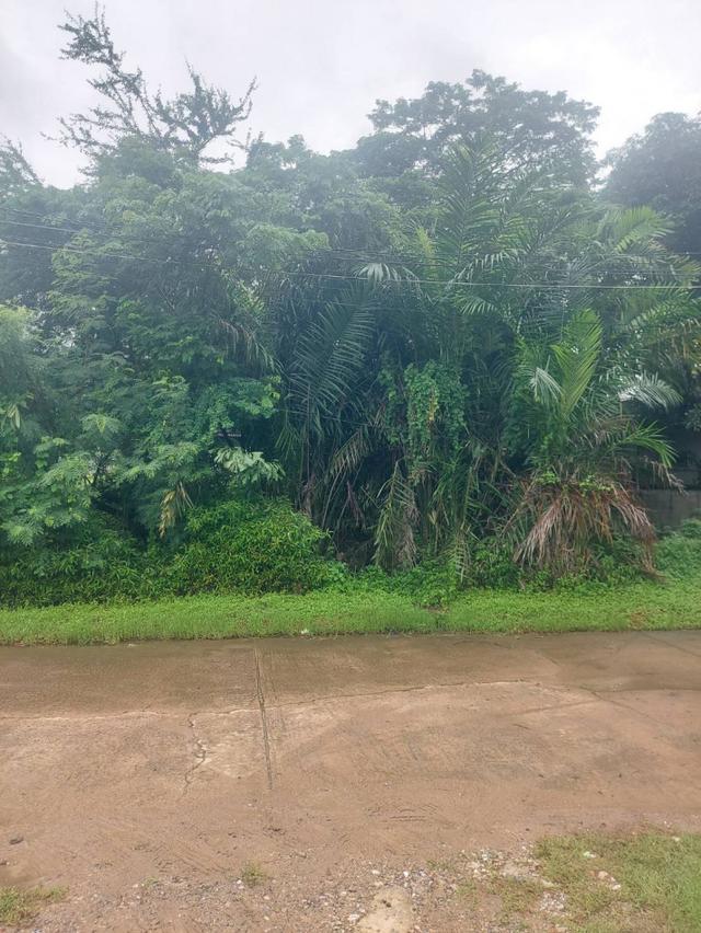 ขายที่ดิน 200 ตร.ว. หมู่บ้านเอื้อสุข พัฒนาการ 58 ซอย 6 ใกล้ถนนศรีนครินทร์ 1