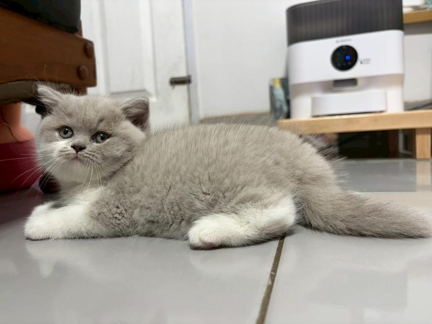 แมวบริติช ช็อตแฮร์ (British Shorthair) รูปที่ 7