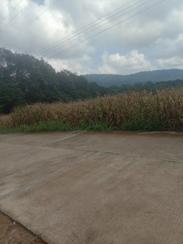 ที่ดินเปล่า 4 ไร่ ไร่ละ 3แสน ขายยกแปลง ไทรทองพัฒนา เข้าจากวัดแสงธรรม 4-5 กิโลเมตร อำเภอวังน้ำเขียว 5