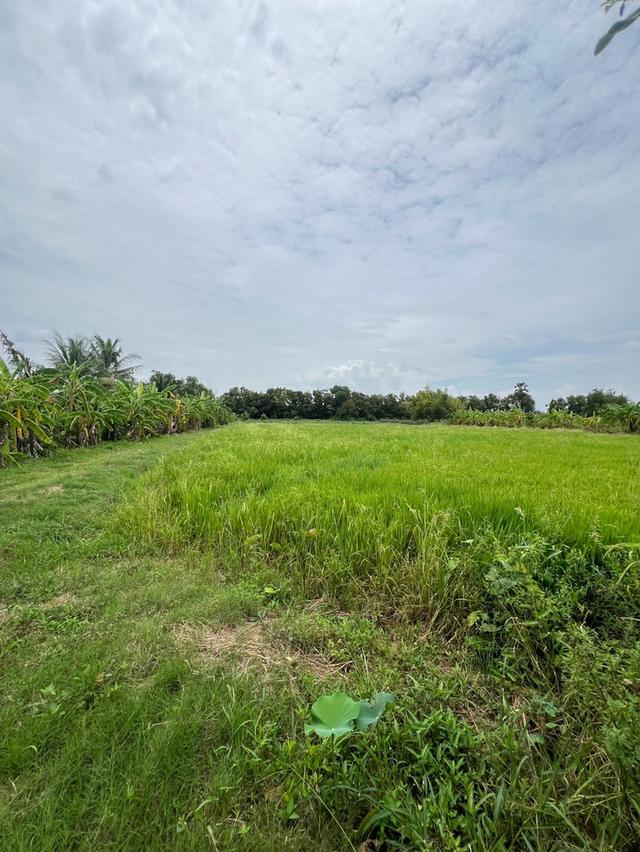 ขายที่ดินเหมาะสำหรับทำบ้าน ทำสวนและการเกษตร คลอง 11 ตำบล นพรัตน์ อำเภอ หนองเสือ ปทุมธานี 8