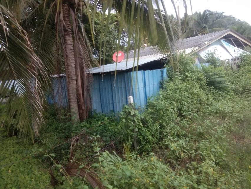 ขายที่ดินสมุทรสาคร อ.บ้านแพ้ว 3