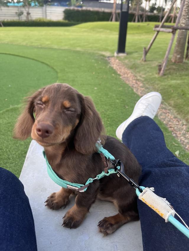 ดัชชุนมินิ brown tan  4