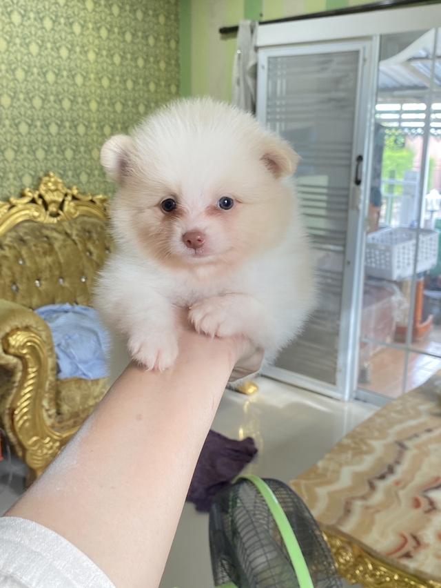 ลูกปอมแท้อ้วนกลมหมี อายุ2เดือน จัดส่งฟรี 2
