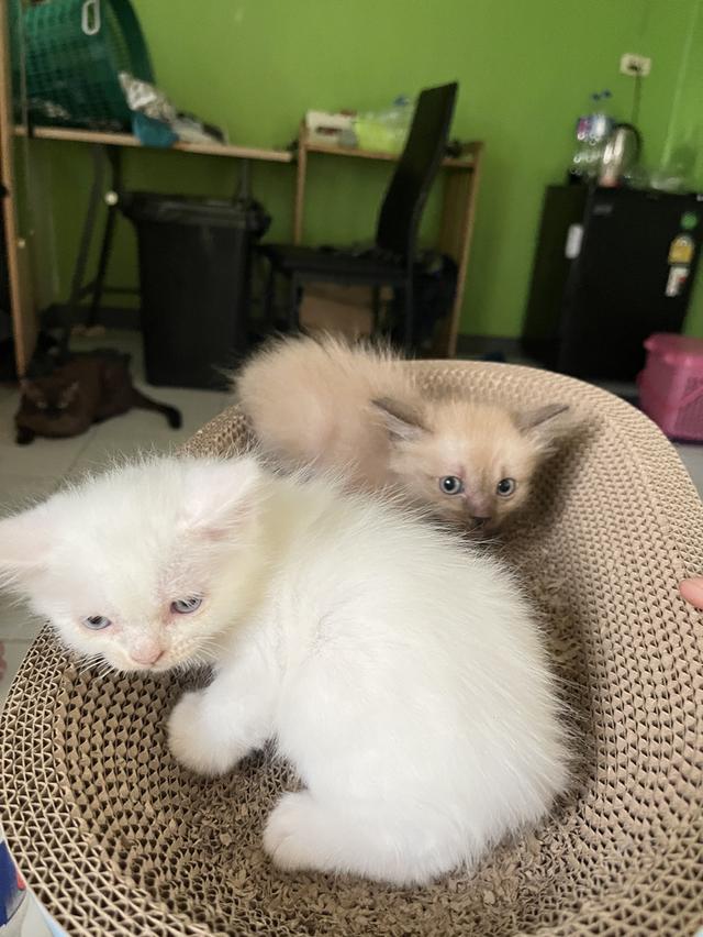 ขายลูกแมววิเชียรมาศกับขาวมนี