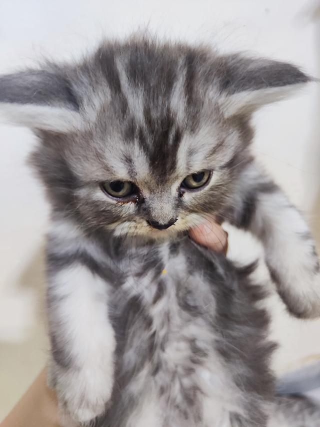 ลูกแมวพันธ์เปอร์เซีย....แท้ร้อย100% 4