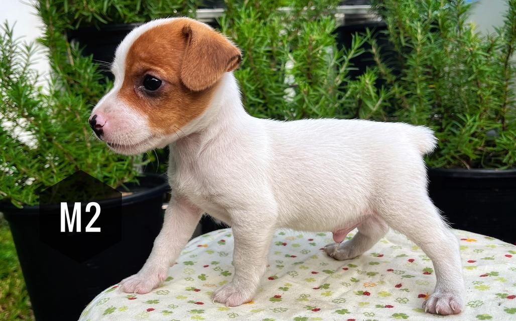 ลูกสุนัข Jackrussell 3