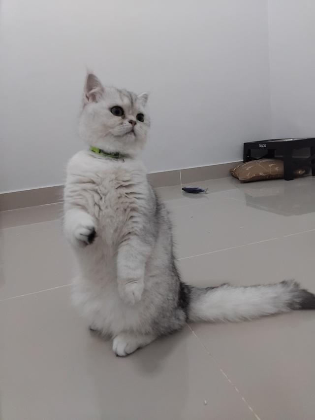 ด.ช นนทบุรี 3