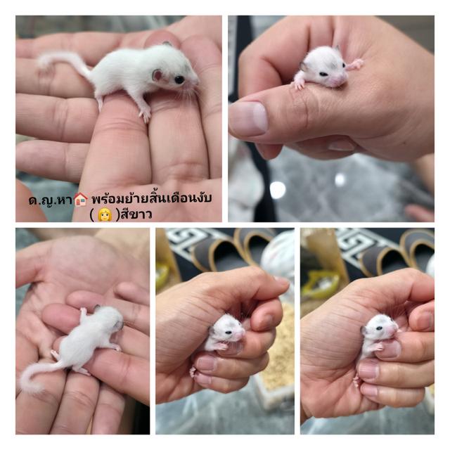 ดอร์เม้าส์ (Dormouse)