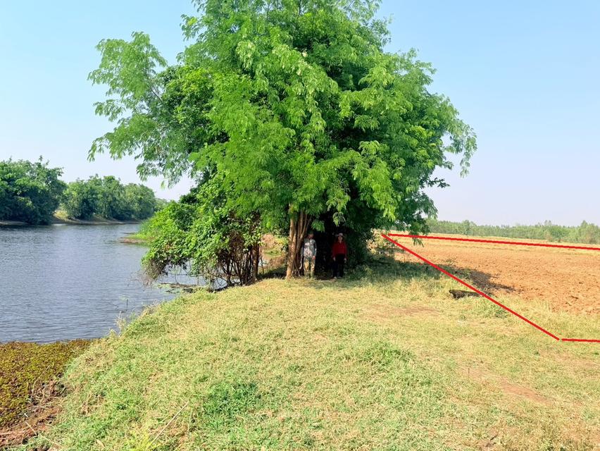 ที่ดินเปล่า อำเภอคง จังหวัดนครราชสีมา 2