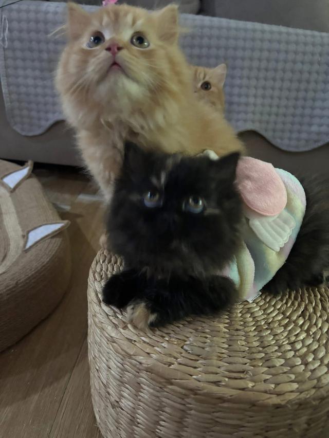 แมว สก๊อตติชผสมเปอร์เซีย