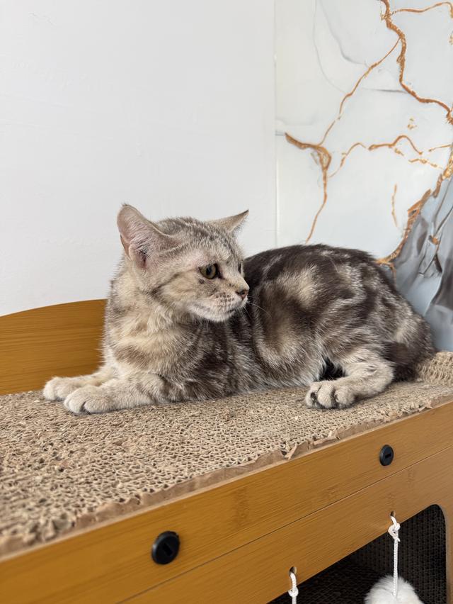 ลูกแมวอเมริกันช็อตแฮร์ รูปที่ 3