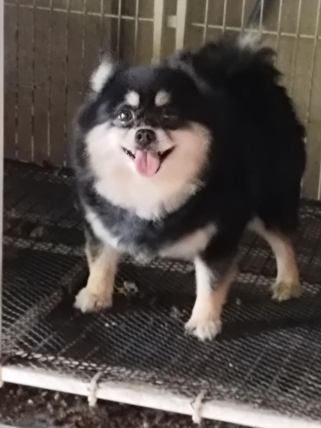 สัตว์เลี้ยง สุนัข ปอมเมอเรเนียน รูปที่ 3