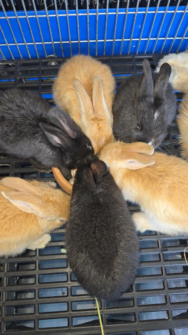 กระต่ายมินิเร็กซ์,ฮอลแลนด์ลอป,นิวซีแลนด์ไวท์ 14