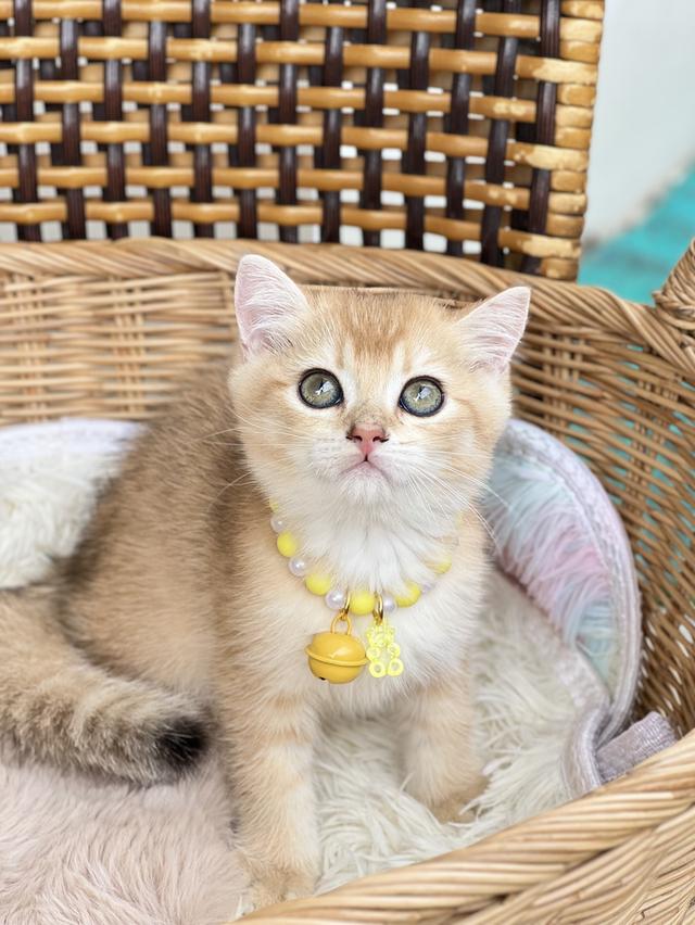 😻 ดช.บริติช ช็อตแฮร์