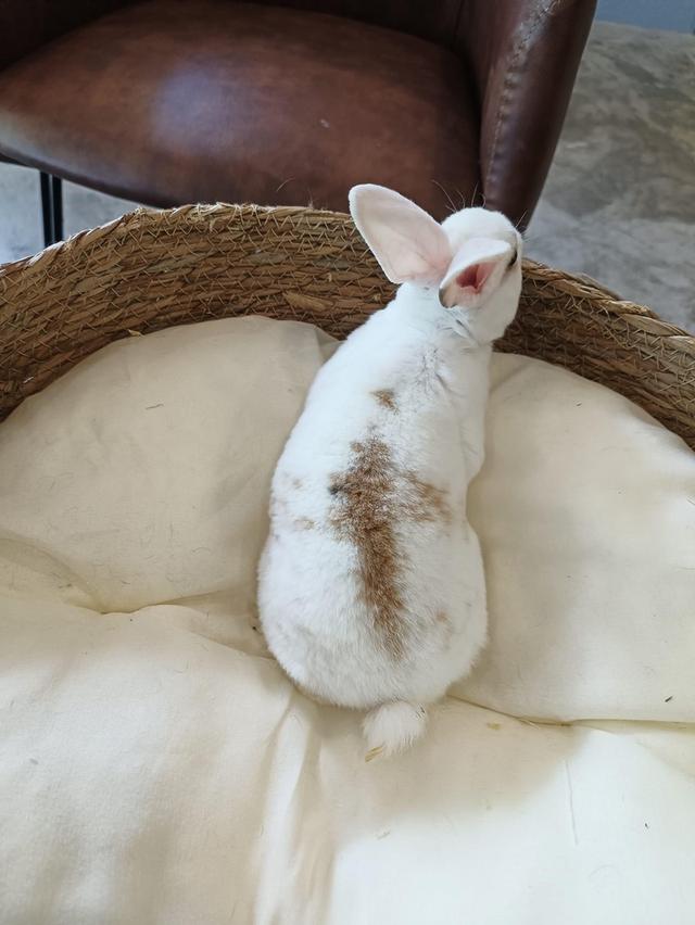  กระต่ายมินิเร็กซ์ สีขาวนวล น่ารักสุดๆ 3
