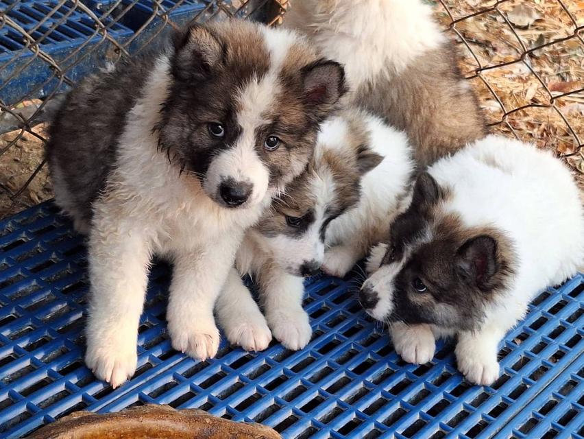 ขายลูกสุนัขพันธุ์บางแก้ว รูปที่ 2