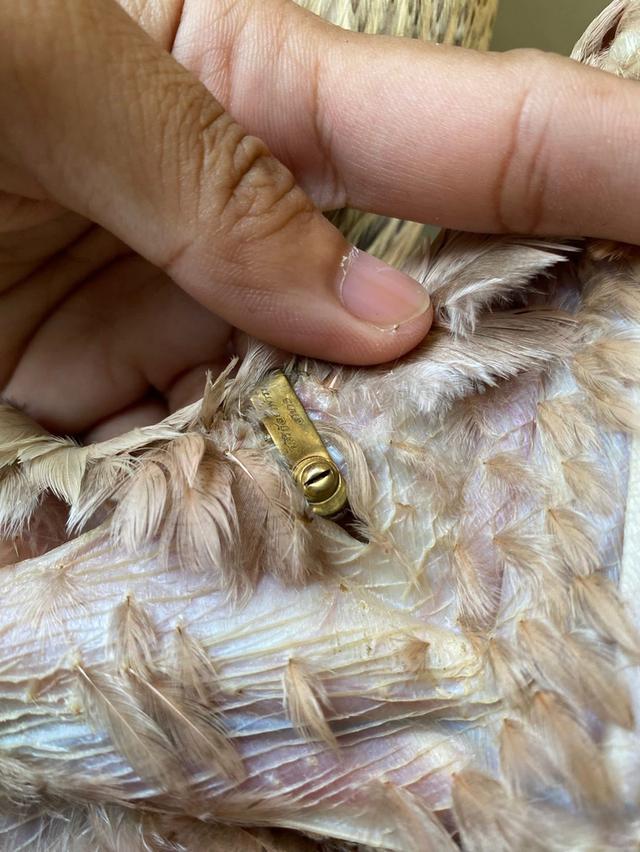 ไก่พม่า 2