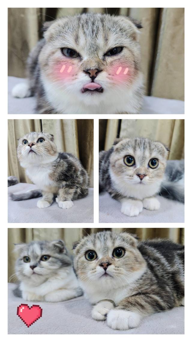 สก็อตติชโฟหูพับ