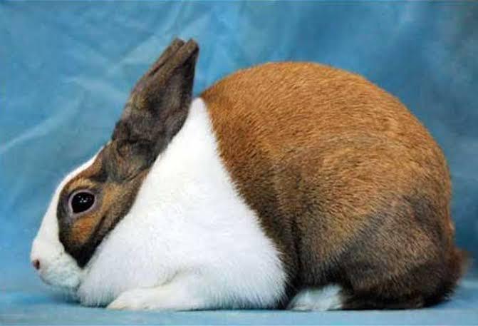 กระต่ายดัตช์ 4