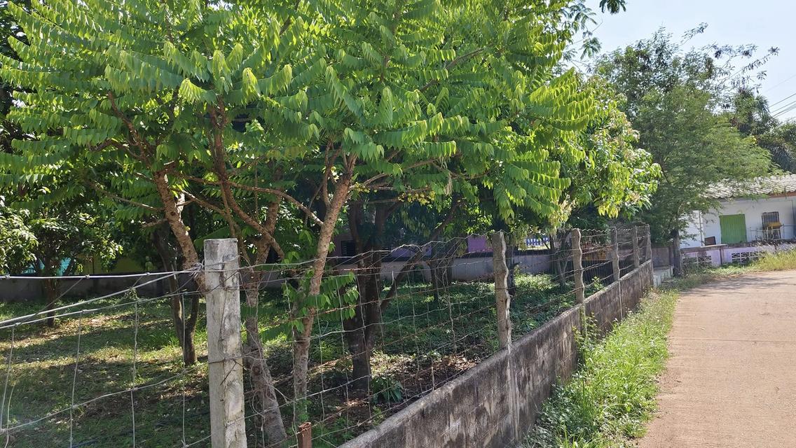 ขายที่ดินโคกปีบ 1 ไร่ ถมแล้วที่สวน ติดโรงเรียนวัดสระมะเขือ อ.ศรีมโหสถ ปราจีนบุรี 4