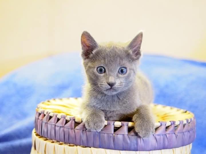 Russian Blue สวยมากๆ