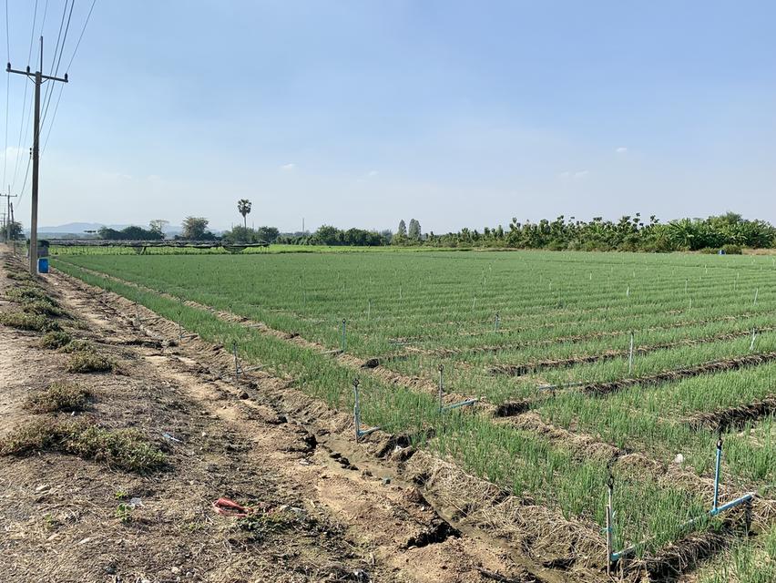 ขายที่ดินสวย10ไร่ โฉนดครุฑแดงพร้อมโอน ใกล้เทศบาลวังศาลา เข้าออกได้หลายทาง ติดถนนสาธารณะ วิวสวย บรรยากาศดี 4