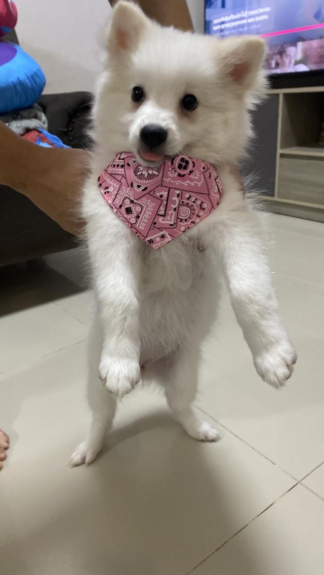 Japanese Spitz