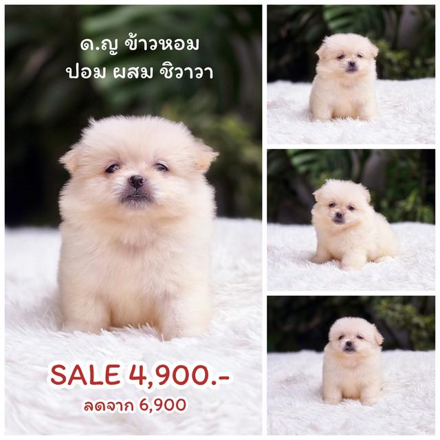 ปอมผสมชิวาวาขนปุกปุยไซส์เล็กน่ารัก 6