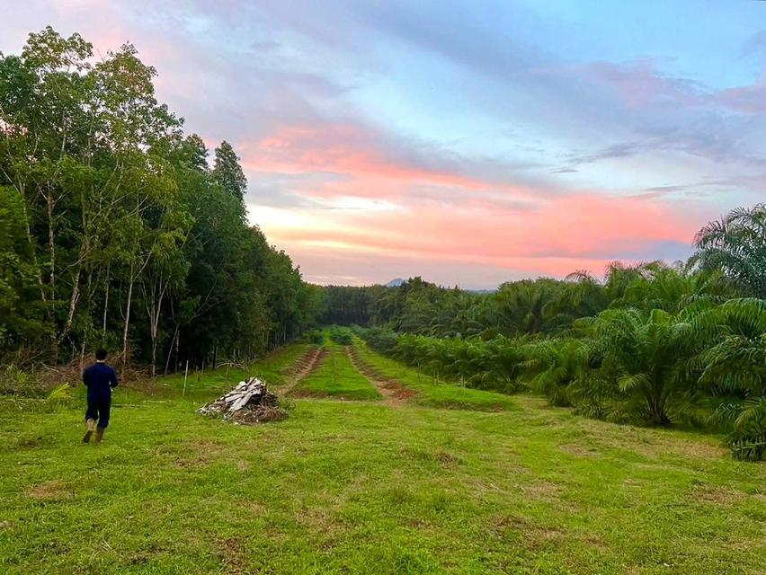 สวนปาล์มสวนทุเรียนพร้อมบ้านสวน 1