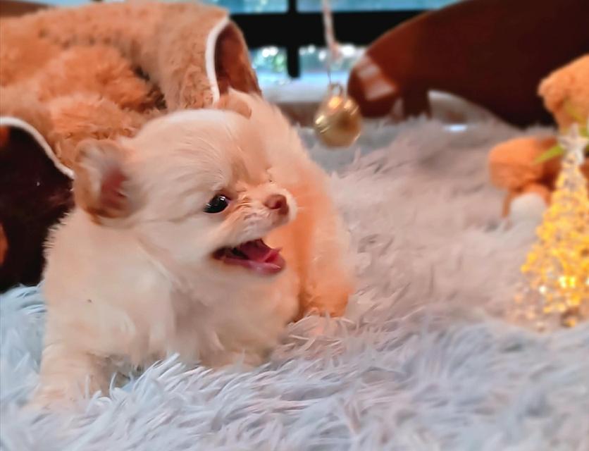 ลูกชิวาวาพันธุ์แท้ ขนยาว พ่อแม่จากสายพันธุ์เพ็ดดีกรี รูปที่ 3