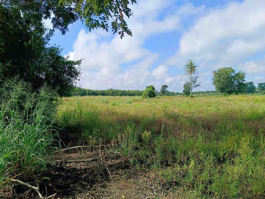 ขายที่ดินย่านรี 5 ไร่ ติดถนนเส้นบ้านตรอกปลาไหล ใกล้ตลาดขุนวิชัย-8กม. อ.กบินทร์บุรี ปราจีนบุรี 6