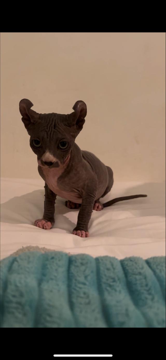 black elf sphynx kitten 3 months old รูปที่ 5