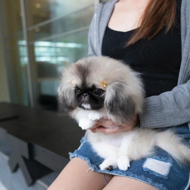 Pekingese Puppies Available WhatsApp me : +66 63 826 3042 รูปย่อยที่ 2