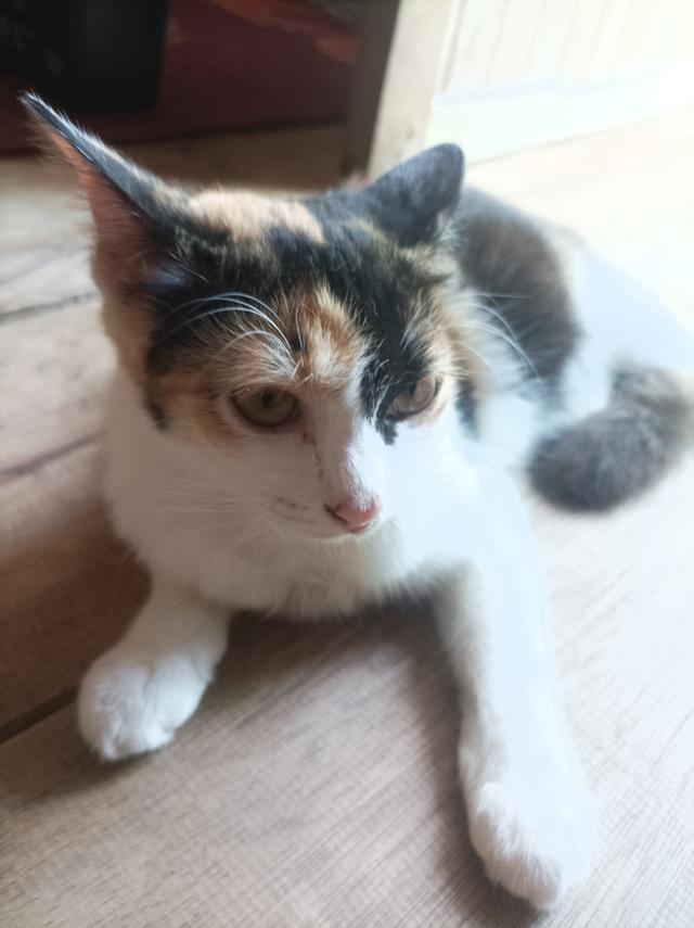 🐈🐈แมว 2