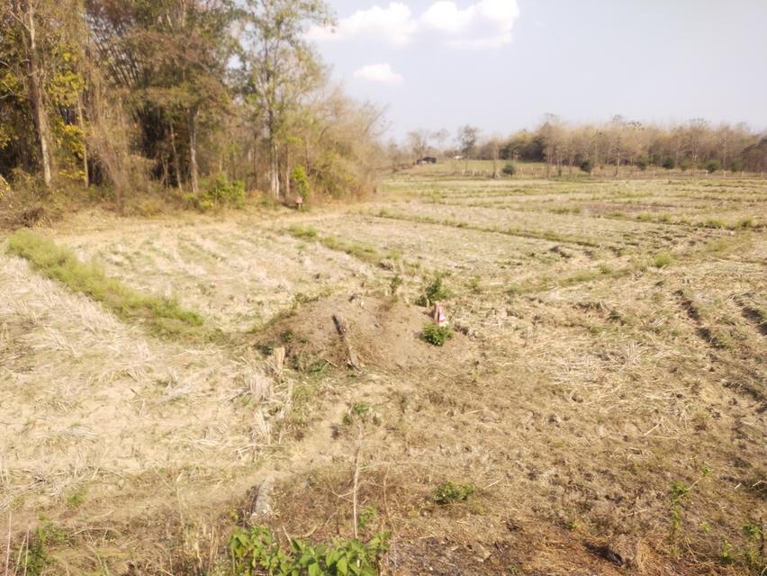 ที่ดินพร้อมสวนปลูกสร้าง 6