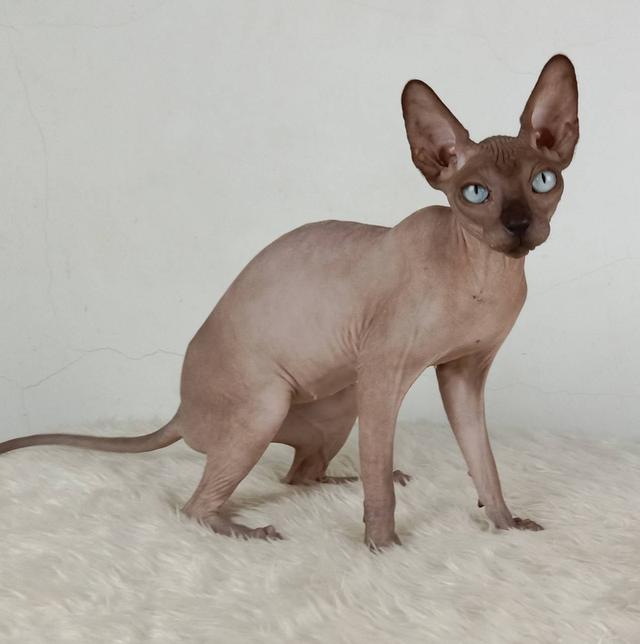 23.แมวสฟิงซ์/เพศเมีย หาบ้าน Sphynx Cat/Female looking for a new home 4