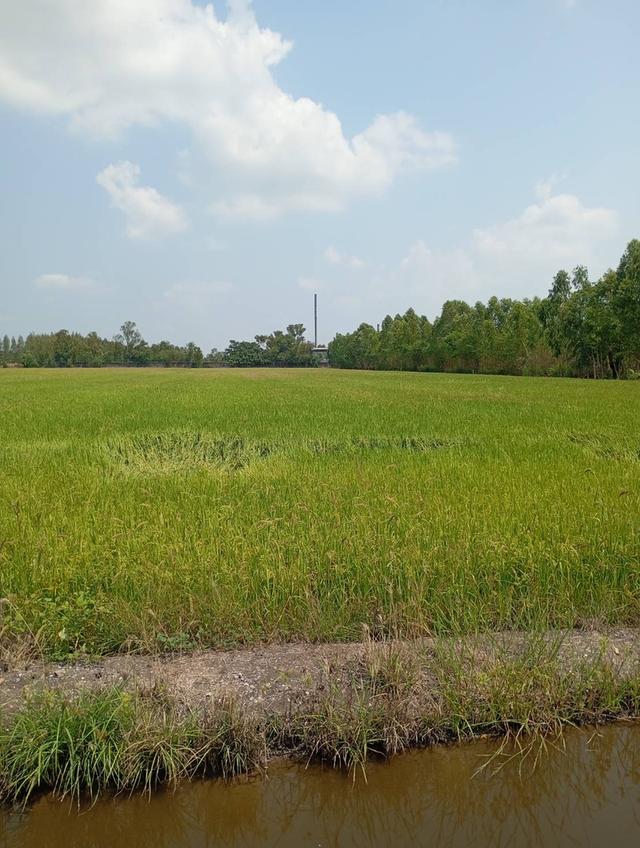ที่ดินเปล่า จังหวัดพระนครศรีอยุธยา 1