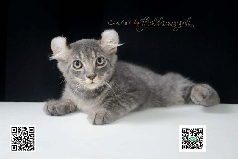 ขายลูกแมวอเมริกันเคิร์ล สีบลู หางบ็อบเทล (bobtail) 6