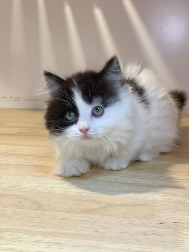 มันช์กิ้นขาสั้นพร้อมย้าย รูปที่ 11