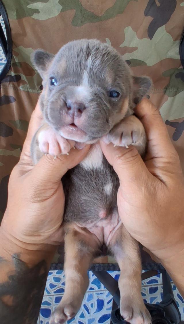 ลูกอเมริกันบูลลี่ micro exotic