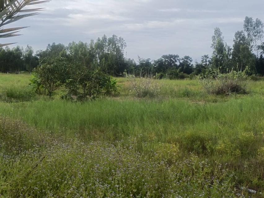 ที่ดินสุพรรณบุรี 7 ไร่ 2,500,000 ต.ดอนเจดีย์ อ.ดอนเจดีย์ จ.สุพรรณบุรี แปลงเดียวเท่านั้น โทร.อ้วน 0836955375 6