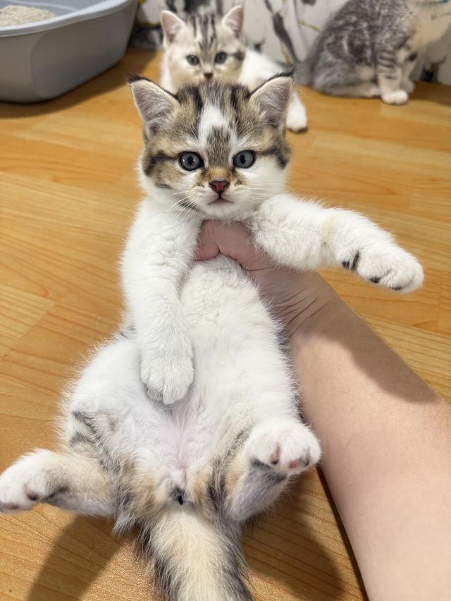 แมวพันธุ์สก๊อตติชแท้ รูปที่ 6