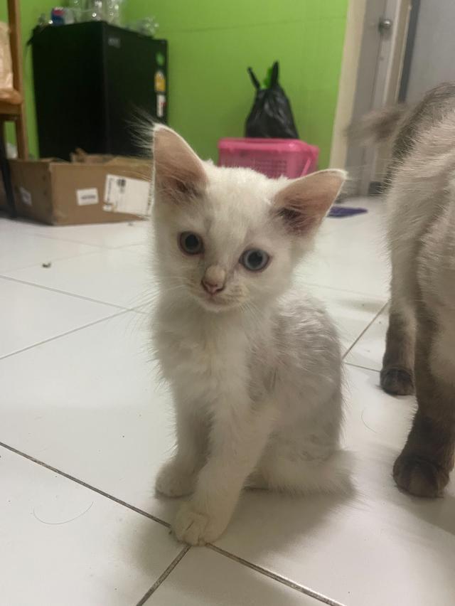 ลูกแมว แมวเด็ก 3-4ดือน