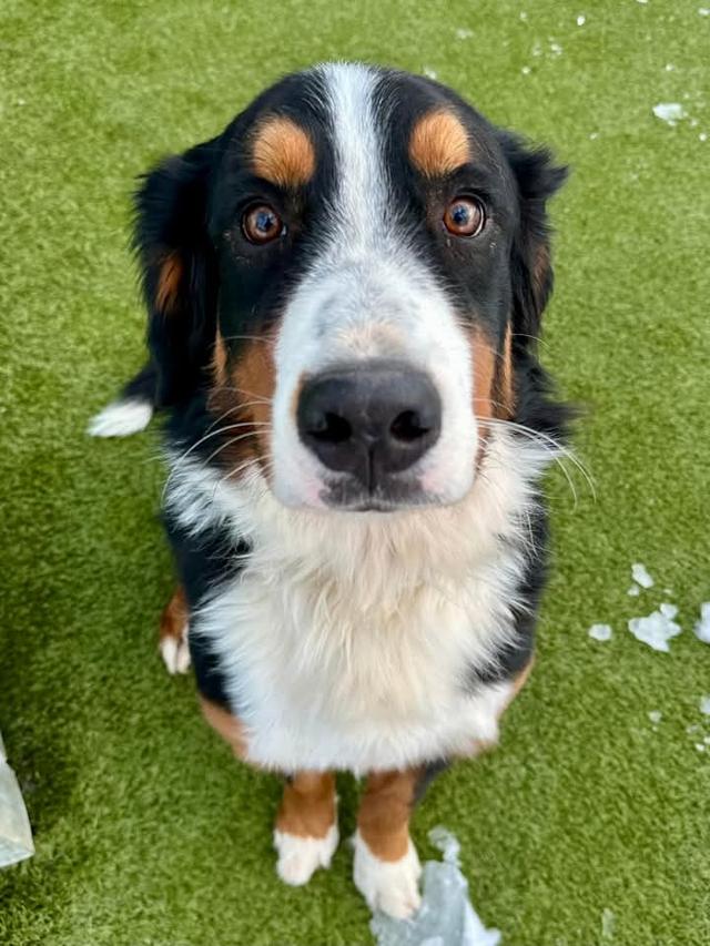 Bernese Mountain Dog หมานำเข้า