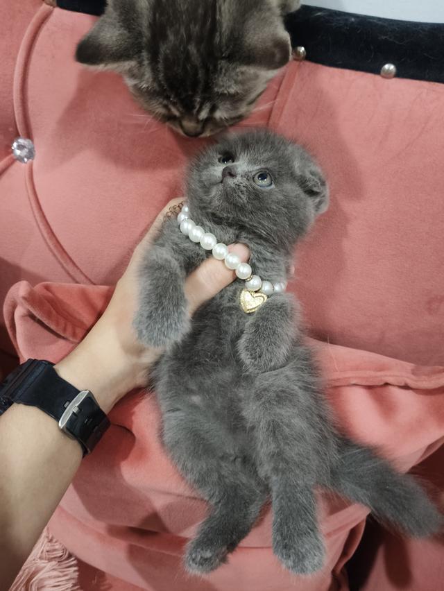 ❌❌ปิดการขาย❌❌เด็กชายหาบ้าน 💒🏡 สีบลูเข้ม😻😻 รูปย่อยที่ 4