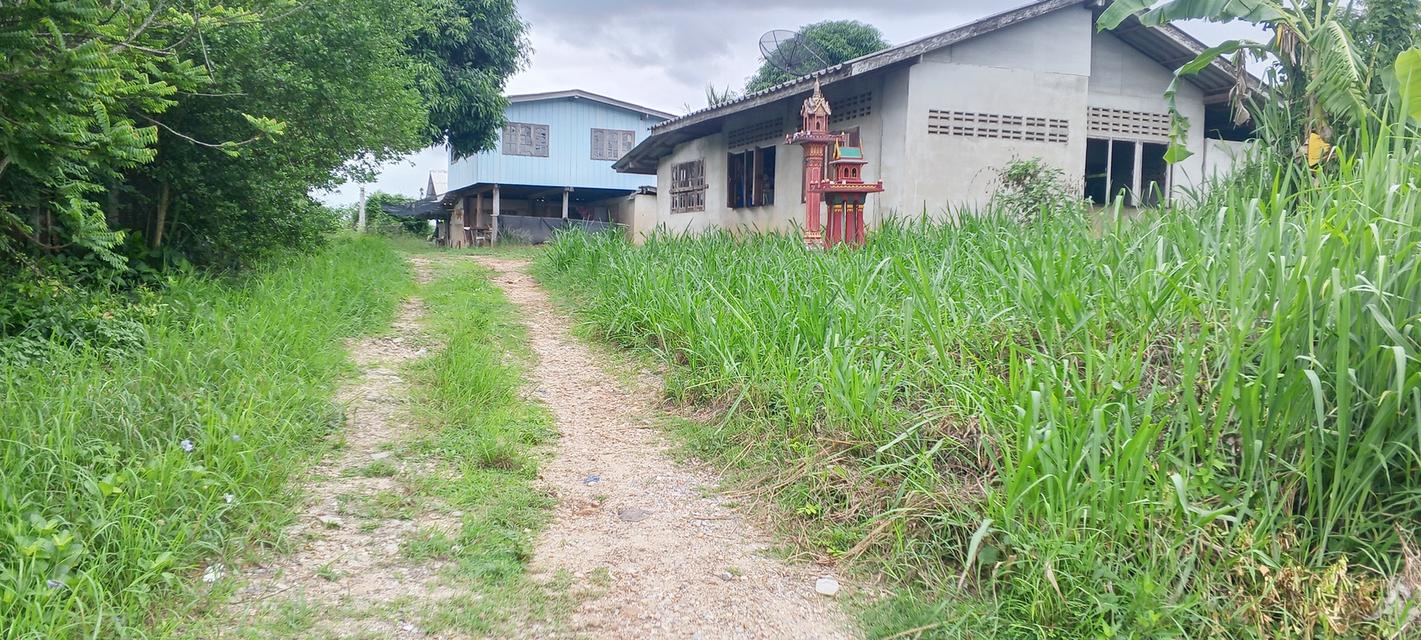 บ้านและที่ดินอสังหาริมทรัพย์ติดทางเข้าสะดวกสบายมีน้ำมีไฟ 1
