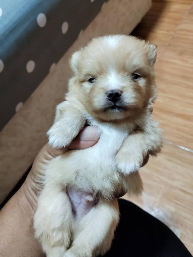 ปอมปอมแท้อยู่แถวมีนบุรีหทัยราษฎร์ รูปย่อยที่ 3